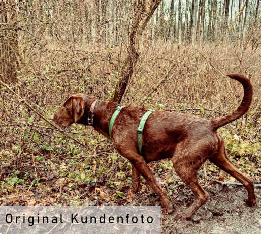 Jegdhund hat Witterung in der Nase.
