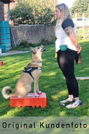 Der Hund sitzt auf der Kiste. Die Übung vermittelt Ruhe und Konzentration.