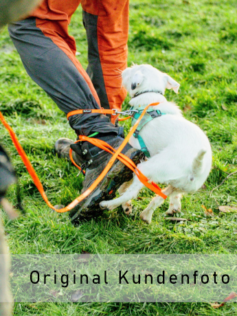 Hund mit Leine verwickelt