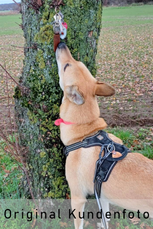 Hund findet Schlüssel am Baum.