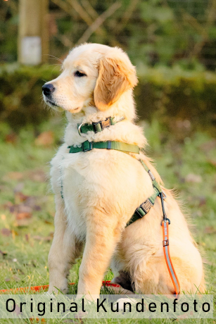 Welpe im Hundetraining