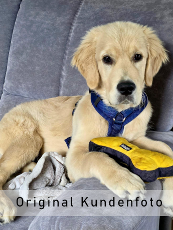 Welpe Emilio auf dem Sofa